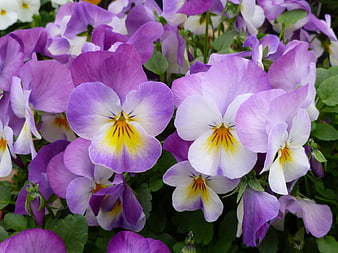 Close-up of vibrant purple and white pansies in bloom
