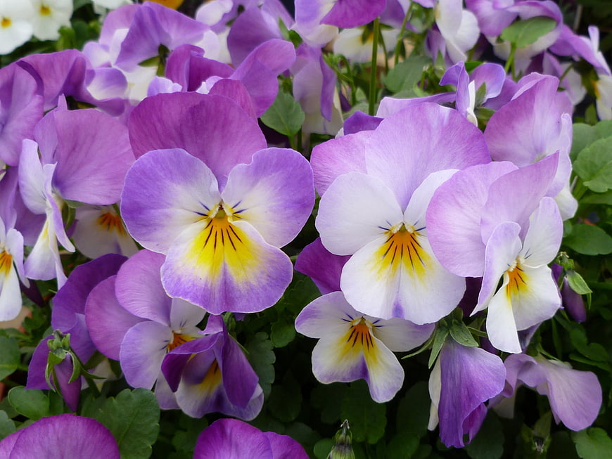 Close-up of vibrant purple and white pansies in bloom