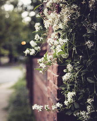 White Clematis Flowers Climbing a Red Brick Wall