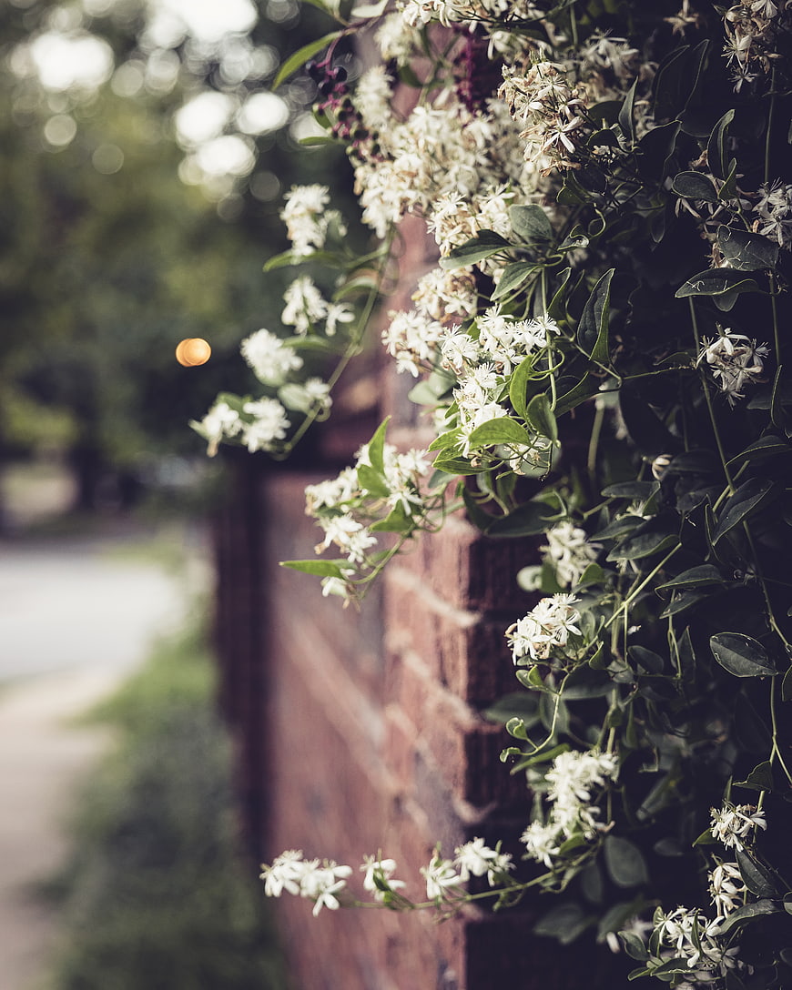 White Clematis Flowers Climbing a Red Brick Wall