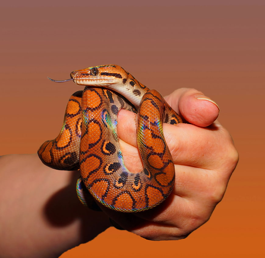 Close-up of Hand Holding Orange Ball Python Snake