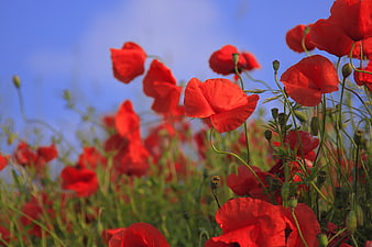 Vibrant red poppies blooming in a sunny meadow against blue sky