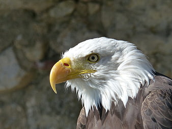 Close-up portrait of a majestic bald eagle head