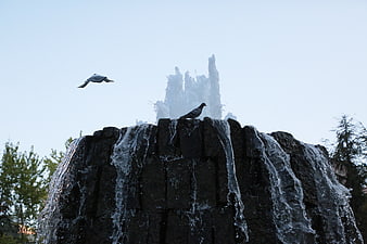 Pigeon Perched on Stone Waterfall with Flying Bird