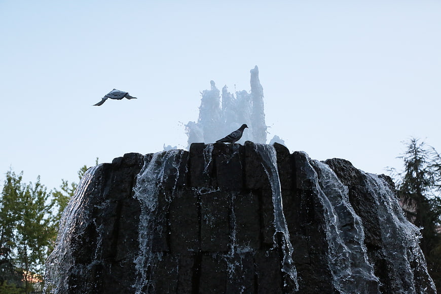 Pigeon Perched on Stone Waterfall with Flying Bird