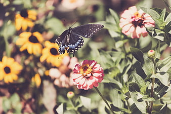 Black Swallowtail Butterfly Flying Over Pink Zinnia Flower