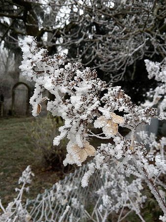 Frost-covered hydrangea flowers in a winter garden