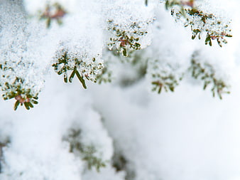Close-up of Snowy Pine Branches with White Background