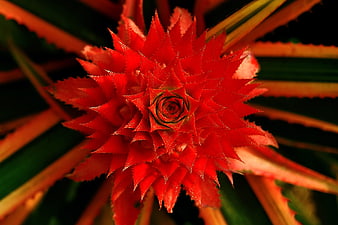 Vibrant red bromeliad flower close-up with spiky leaves