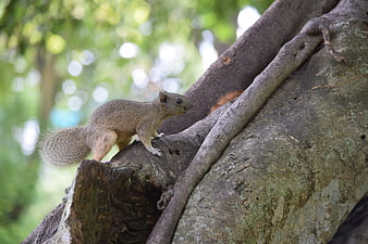 Gray squirrel perched on a tree branch in a forest