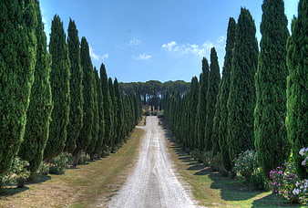 Tuscan gravel driveway lined with tall cypress trees