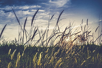 Golden hour sunlight filtering through tall wild grass silhouettes