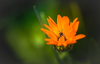 Close-up of a bee on a vibrant orange flower