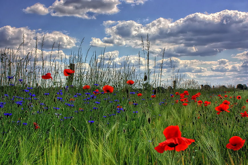 Vibrant Red Poppies and Blue Cornflowers in Green Meadow