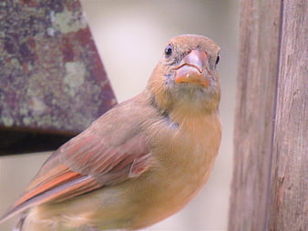 Close-up of a female house finch perched on wood