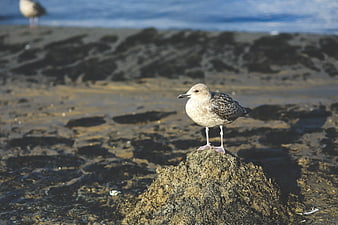 Young Seagull Standing on Rocky Beach Shore