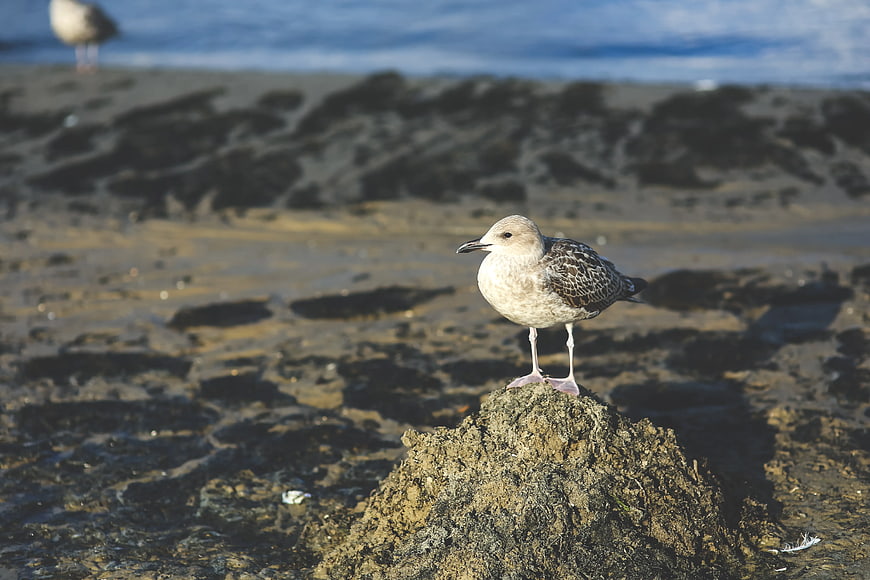 Young Seagull Standing on Rocky Beach Shore