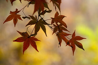 Backlit Japanese Maple Leaves in Autumn Colors