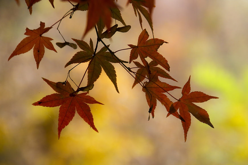 Backlit Japanese Maple Leaves in Autumn Colors