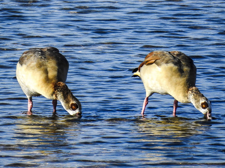 Two Egyptian Geese Drinking Water in Blue Lake