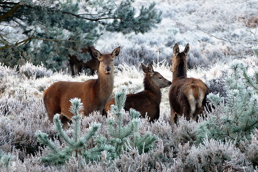 Red Deer Herd in Frosty Winter Forest