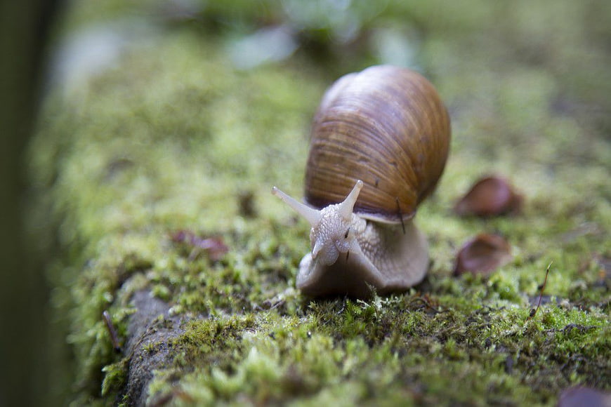Close-up of a Snail Crawling on Green Moss