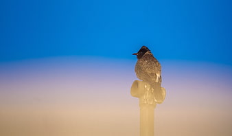Red-vented Bulbul Perched on Fire Hydrant Against Blue Sky