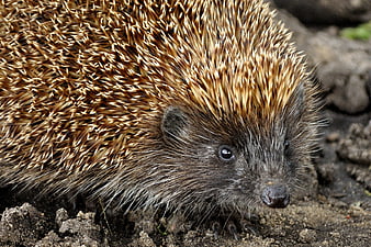 Close-up of a wild hedgehog on soil