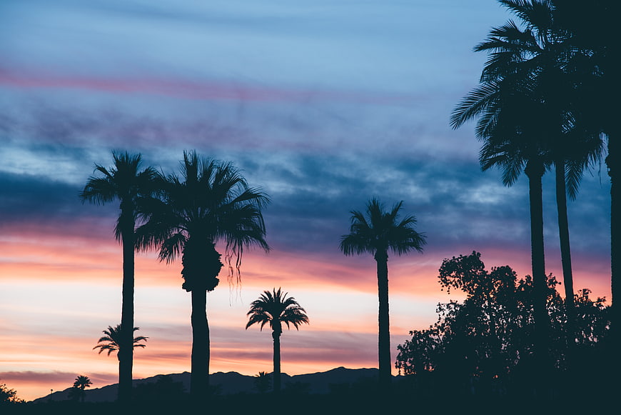 Silhouetted Palm Trees Against Vibrant Sunset Sky