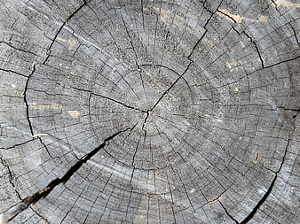 Weathered Tree Stump Cross Section with Cracked Wood Texture
