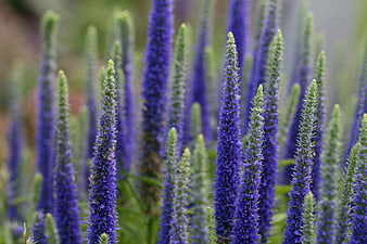 Vibrant Purple Lupine Flowers in a Natural Meadow Field