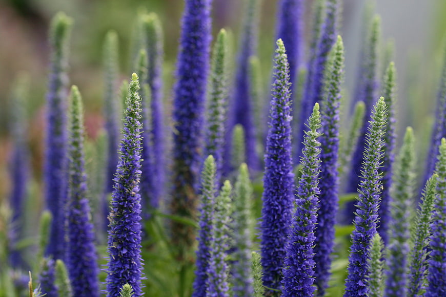 Vibrant Purple Lupine Flowers in a Natural Meadow Field