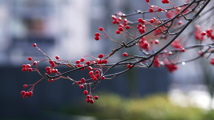 Close-up of red rowan berries on a branch with blurred background