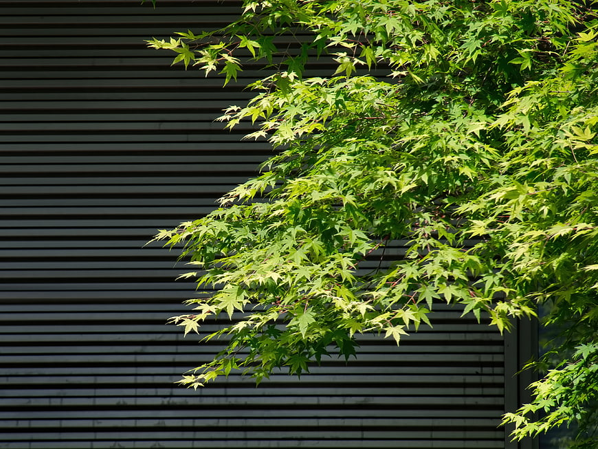 Green Japanese Maple Leaves Against Dark Horizontal Siding