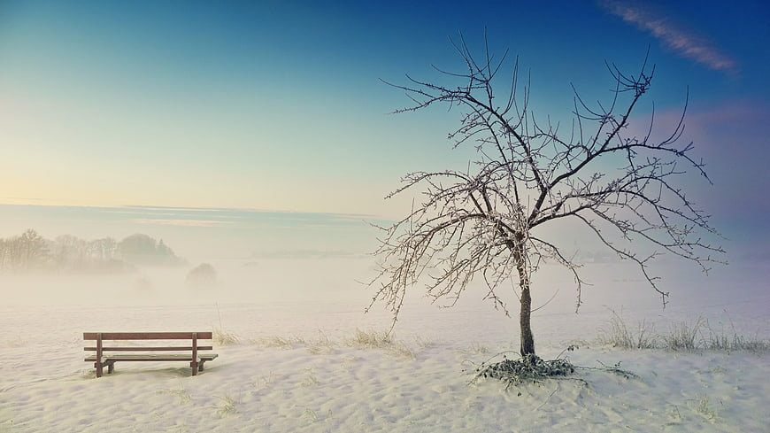 Serene Winter Landscape with Snowy Bench and Frosty Tree