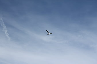 Seagull Flying High in Blue Sky with Wispy Clouds