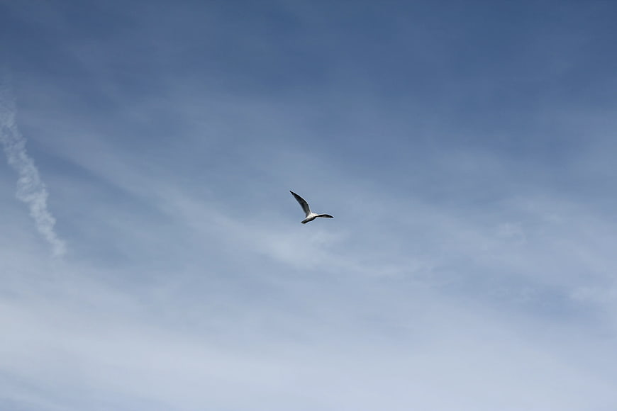 Seagull Flying High in Blue Sky with Wispy Clouds