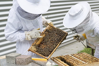 Beekeepers Inspecting Beehive Frame With Bees