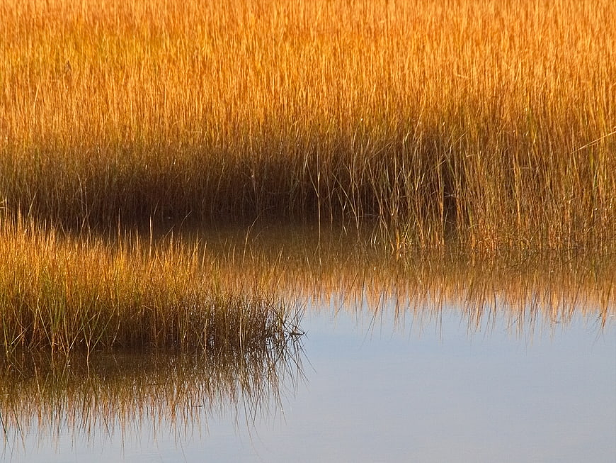 Golden marsh grasses reflecting in calm water