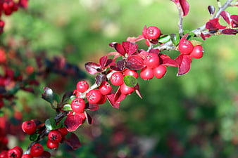 Close-up of vibrant red cotoneaster berries on a branch