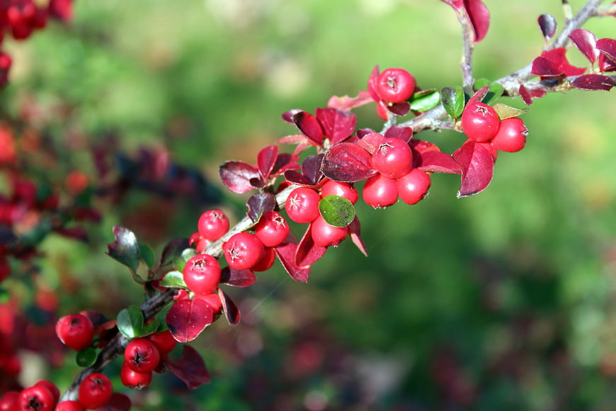 Close-up of vibrant red cotoneaster berries on a branch