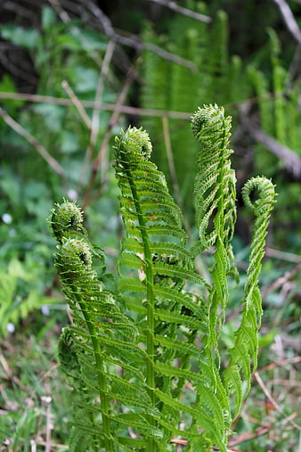 Close-up of unfurling green fern fronds in spring forest