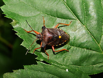 Close-up of a Brown Stink Bug on a Green Leaf