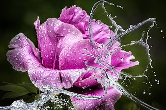 Vibrant Pink Peony with Dynamic Water Splash