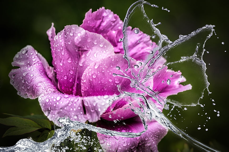Vibrant Pink Peony with Dynamic Water Splash