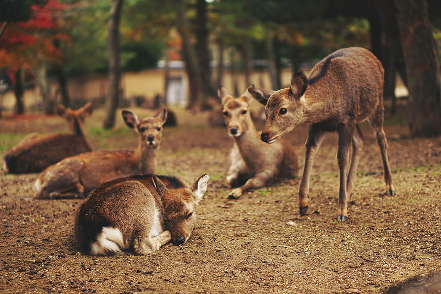 Group of Sika Deer Resting in Autumn Forest