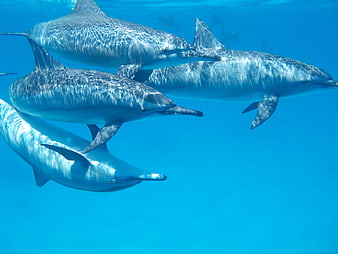 Group of dolphins swimming in clear blue ocean water