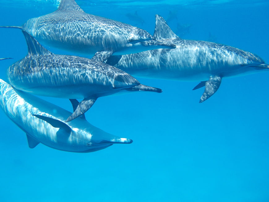 Group of dolphins swimming in clear blue ocean water