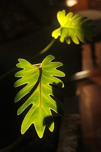 Backlit Philodendron Leaf in Sunlight