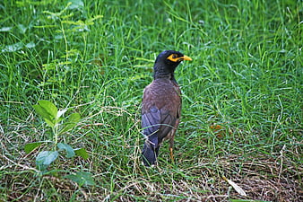 Common Myna Bird Standing in Green Grass